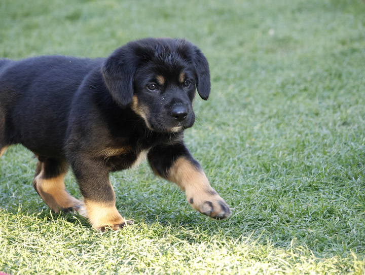 chinook dog